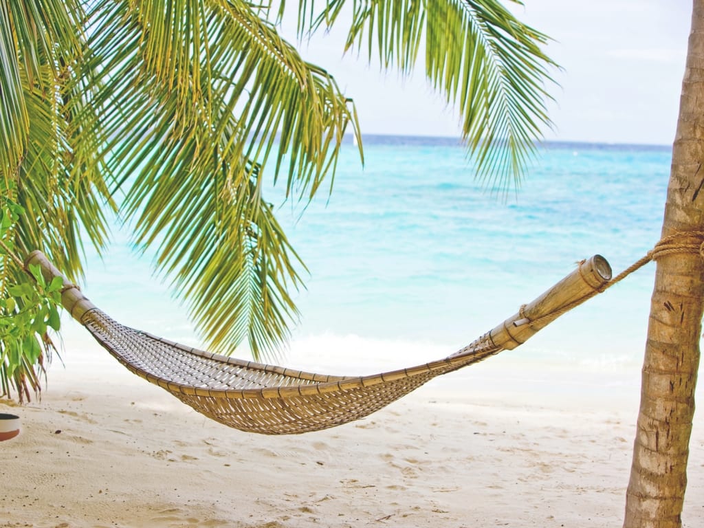 hammock in palm trees