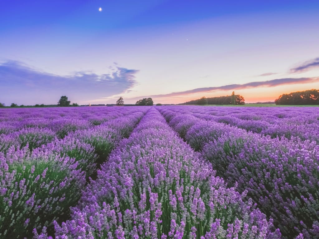 lavender